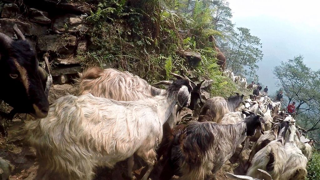 annapurna-goat
