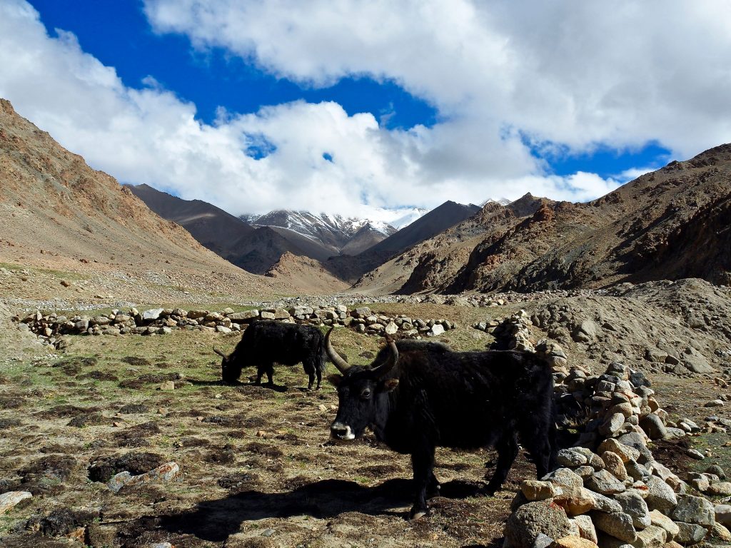 Ladakh Trek zho