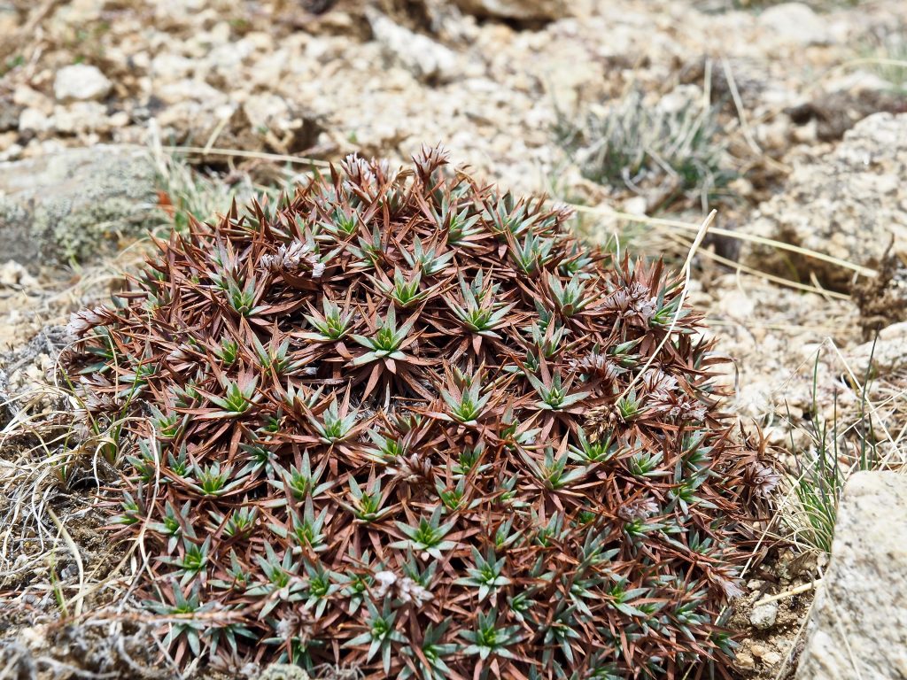 Ladakh Trek plants