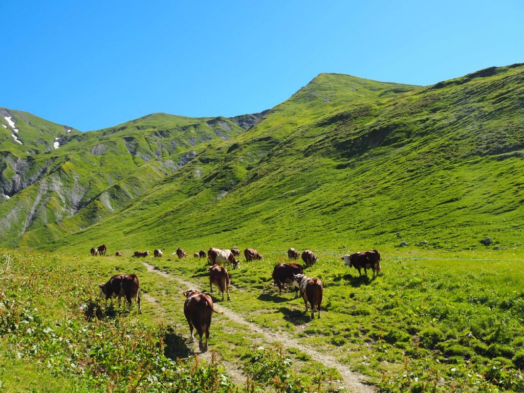 エレナ小屋手前で、放牧されていた牛たち