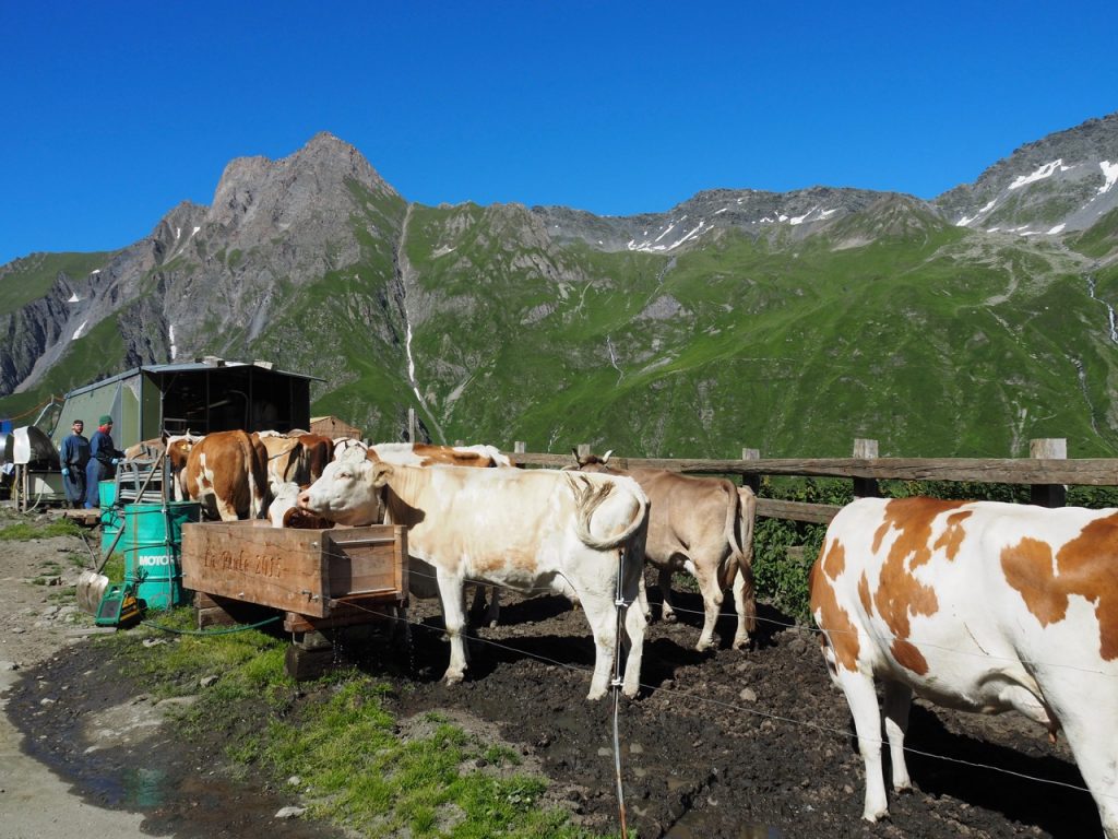 ラ・プーリ小屋近くの風景。搾乳待ちの牛たち