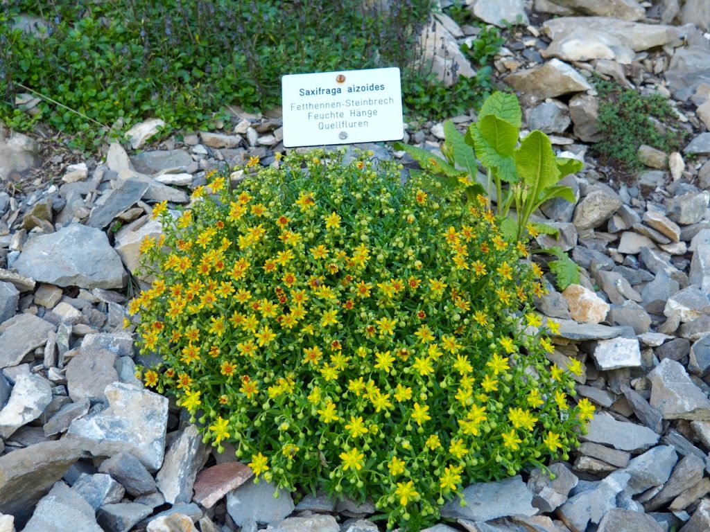 シーニゲプラッテ高山植物園では、グリンデルワルト周辺に生息するたくさんの植物を見ることができる