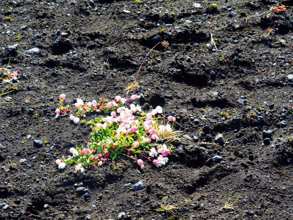 火山灰が堆積した場所だが、このような花がたくさんさいていた！