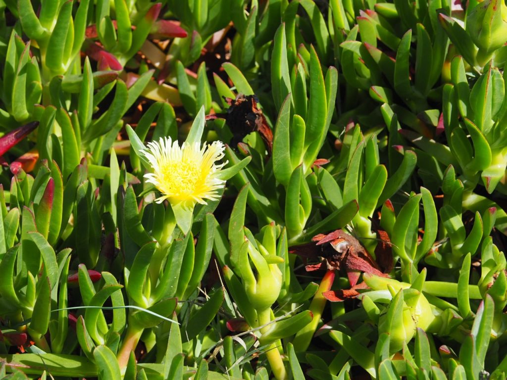 南アフリカ、ケープ地方原産の常緑多年草カルポブローツス・エドゥリス。白や黄色の花がマリンブルーのトレイルを鮮やかに彩っていた