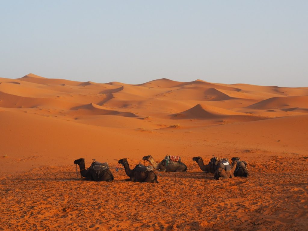 サハラ砂漠ではラクダに乗ってのトレッキングも楽しんだ