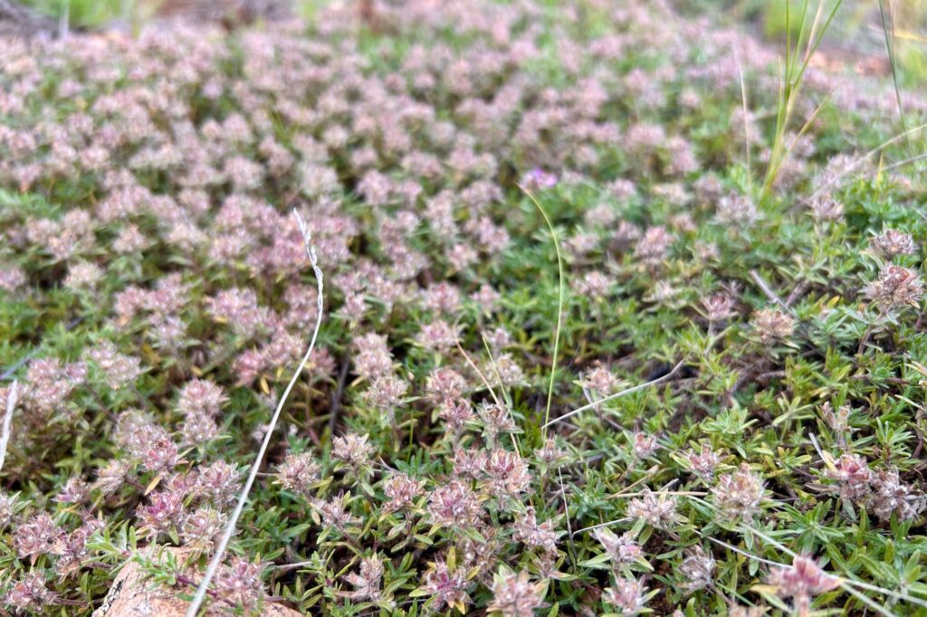 モンゴルオルレトレッキング、足元に生える草花